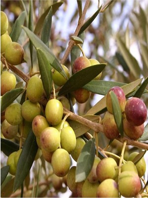 Frefly Store Videolu Bodur 1 Adet Zeytin Ağacı Fidanı 60-80CM Saksılı (Dwarf Olive)