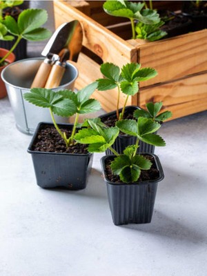 Frefly Store Nura Botanik Bol Verimli 3 Adet Çilek Fidesi, 5-10 Cm, Saksılı Dış Mekan Bitkisi