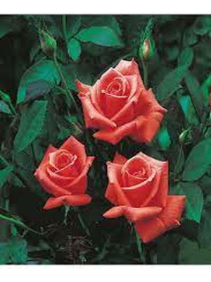 Frefly Store Nura Botanik Narçiçeği Yediveren Kokulu Gül Fidanı, Saksılı, 10-15CM, Pomegranate Blossom Rose
