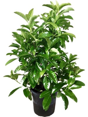 Frefly Store Kartopu Viburnum Lucidum 1 Adet 40-60 cm Saksılı Dış Mekan Bahçe Peyzaj Çit Bitkisi, BTS011705NA19