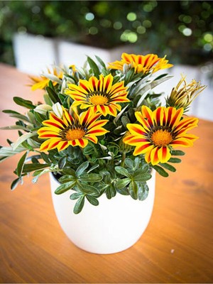 Frefly Store Sarı Renk Gazanya Çiçeği 1 Adet SAKSILI/TÜPLÜ(15-25CM) Çiçekli Balon Bitkisi
