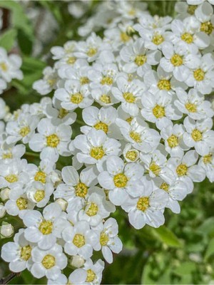 Frefly Store Videolu Beyaz Ispirya Çiçeği Fidan 3 Adet Saksılı/tüplü 50-70 cm Bahçe Bitkisi (Spirea)
