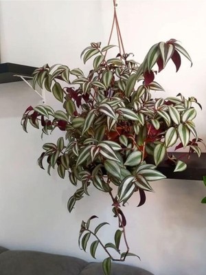 Frefly Store Nura Botanik Tradescantia Zebrina Makrome Saksılı, 30-50CM, 1 Adet