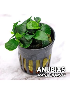 Frefly Store Anubias Nana Bonsai Saksı Canlı Bitki