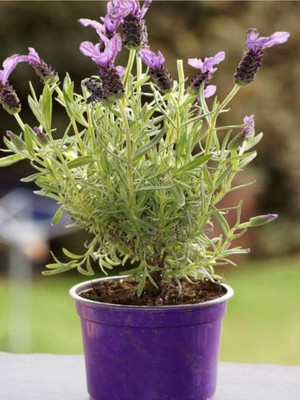 Frefly Store Videolu Mor Lavanta Fidanı 30 Adet Angustifolia Fidanı Tüplü/saksılıdır 15-25 cm (Lavender)