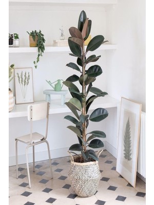 Frefly Store Gardenbox Kauçuk Bitkisi 2 Köklü 60-80 Cm, Yeşil