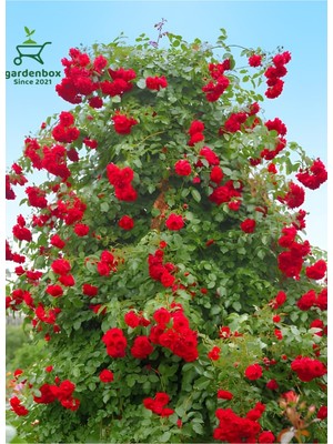 Frefly Store Nura Botanik Sarmaşık Gül Fidanı Formlu, Saksılı, 50-80 Cm, Kırmızı