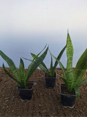 Frefly Store Gardenbox Kılıç Çiçeği (Gladiolus) 3 Adet, 30-45 Cm, Saksılı Çiçekli Bodur Bitkiler