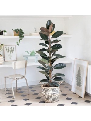 Frefly Store Gardenbox Kauçuk Bitkisi Çift Dal 100CM, Yeşil
