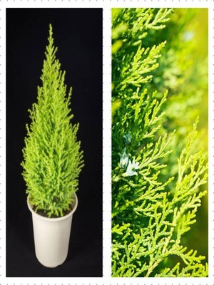 Frefly Store Nura Botanik Norfolk Island Pine, 30-60 Cm, Saksılı, Çok Renkli