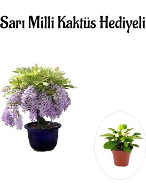 Frefly Store Serada Decor & Plant Mor Salkım Ağacı Fidanı, Sarı Milli Kaktüs Hediyeli