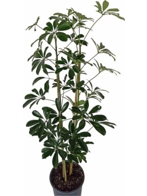 Frefly Store Bitkim Sende Şeflera Çiçeği Tek Dal, 60-80 Cm, Ev Ofis Salon Bitkisi