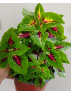 Frefly Store Gardenbox Yaprak Güzeli, 25-40 Cm, Özel Renk, Ev Çiçeği