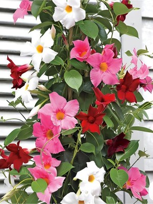 Frefly Store Bitkim Sende Renkli Mandevilla Sarmaşık Bitkisi, 30-60 Cm, Pembe, Kırmızı, Beyaz
