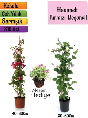 Frefly Store Nura Botanik Kırmızı Begonvil, Kokulu Hanımeli Çiçeği, Mezem Çiçeği 3'lü Peyzaj Seti