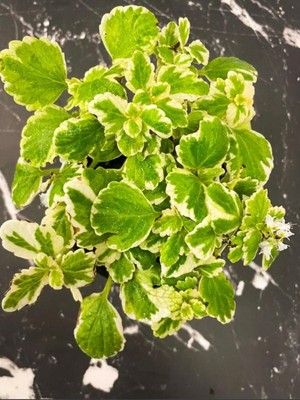 Frefly Store Nura Botanik Plectranthus Forsteri Adaçayı Kokulu Bitki, Sarkıcı Tür, Saksılı