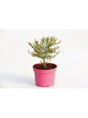 Frefly Store Gardenbox Cennet Çiçeği, Pembe Saksıda, Çiçekli Bodur Bitki, Hediyelik
