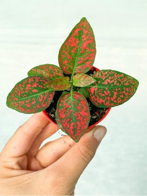 Frefly Store Serada Decor & Plant Mini Kırmızı Hostes Çiçeği, 5-15 Cm, Saksılı, Hypoestes