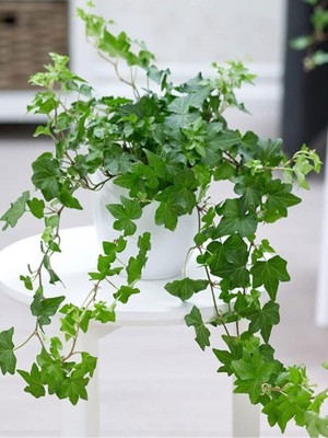 Frefly Store Nura Botanik Canlı Orman Sarmaşığı (Hedera Helix), Formlu ve Sağlıklı, 40-60 cm