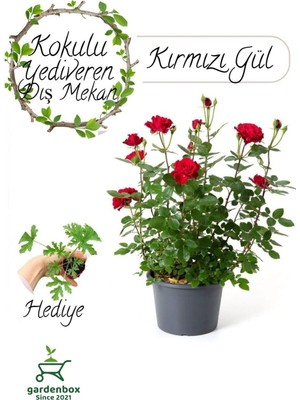 Frefly Store Nura Botanik Kırmızı Yediveren Gül Fidanı 30-50 Cm, Itır Çiçeği Hediyeli