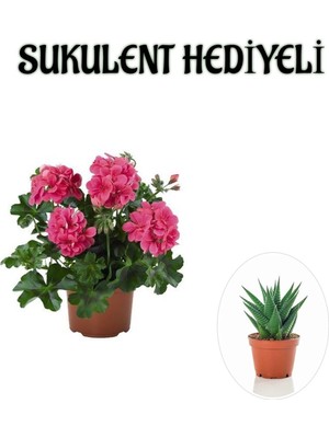 Frefly Store Serada Decor & Plant Pembe Sardunya Çiçeği Fidanı, Sukulent Hediye Seti