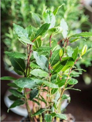Frefly Store Nura Botanik Defne Fidanı Bitkisi, 1 Adet Tüplü, 40-60 Cm, Dış Mekan Bitkisi, Laurus Nobilis