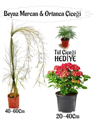 Frefly Store Nura Botanik Beyaz Mercan Çiçeği, Kırmızı Ortan Çiçeği, Tül Çiçeği Hediye, Çok Renkli, Teras Bitkisi Seti
