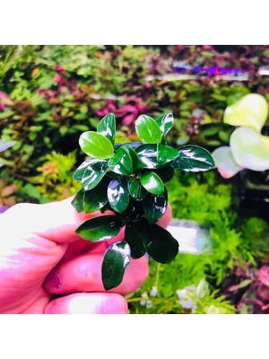 Frefly Store Anubias Petite Saksı Canlı Bitki 8-10 Yaprak