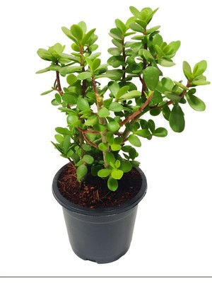 Frefly Store Nura Botanik Formlu Yenilebilir Yeşim Para Bitkisi, Iç Mekan Ofis Çiçeği, 20-30 Cm, 1 Adet