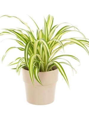 Frefly Store Nura Botanik Dekoratif Bol Köklü Salon Çiçeği Chlorophytum Comosum 20-30 cm