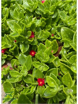 Frefly Store Nura Botanik Pembe Çiçekli Buz Çiçeği, 3 Adet Saksılı, 15-20 Cm, Delosperma