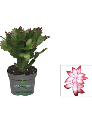 Frefly Store Nura Botanik Kırmızı Yılbaşı Çiçeği Saksılı, 10-15CM, 1 Adet, Red Schlumbergera Truncata