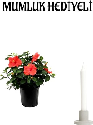 Frefly Store Nura Botanik Kırmızı Japon Gülü Hibiscus Rosa, Çiçekli Bodur Bitki, Mumluk Hediyeli