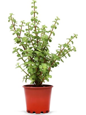 Frefly Store Gardenbox Saksılı Canlı Bitki Yeşim Para Bitkisi Portulacaria Afra, 15-30CM, Salon Çiçeği