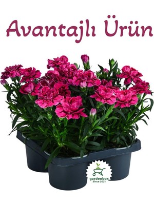 Frefly Store Nura Botanik Mis Kokulu Fuşya Karanfil Çiçeği, 4 Adet Saksılı, 15-25CM, Dianthus