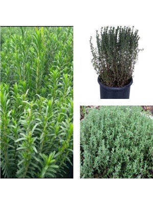Frefly Store Gardenbox Kekik Bitkisi Fidanı, 5 Adet, 20-30 Cm, Tüplü, Thyme