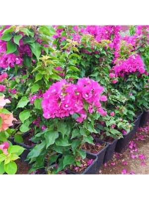 Frefly Store Gardenbox Bodur Fuşya Gelin Duvağı Begonvil Bougainvillea