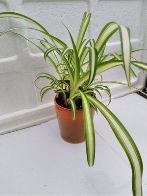 Frefly Store Nura Botanik Kurdele Çiçeği Chlorophytum Comosum, 20-40CM, 14CM Saksıda