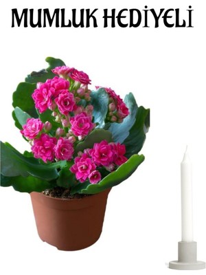 Frefly Store Nura Botanik Koyu Pembe Kalanşo Çiçeği, Mumluk Hediyeli
