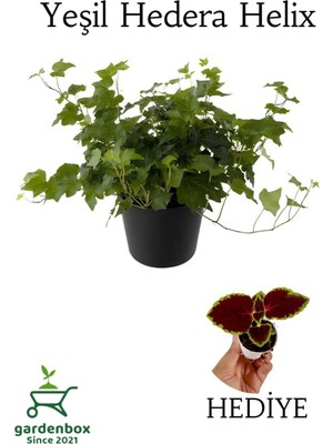 Frefly Store Nura Botanik Hedera Helix Ağaç Sarmaşığı Saksılı 30-50CM + Yeşim Para Çiçeği