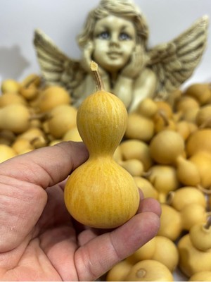 Frefly Store Gemsartdeco Su Kabağı 1 Adet