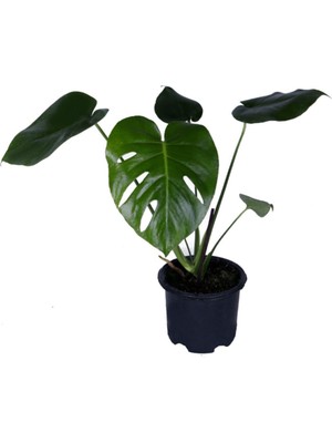 Frefly Store Nura Botanik Deve Tabanı Monstera Deliciosa, 30-40 cm Bitki Boyu