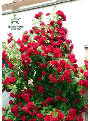 Frefly Store Nura Botanik Kırmızı Sarmaşık Gül Fidanı, Saksılı, 50-80 Cm, Red Rose