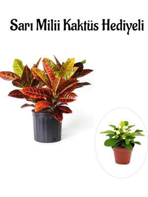 Frefly Store Nura Botanik Kraton Çiçeği Bitkisi, Sarı Milii Hediyeli, Bodur Çiçekli Bitki