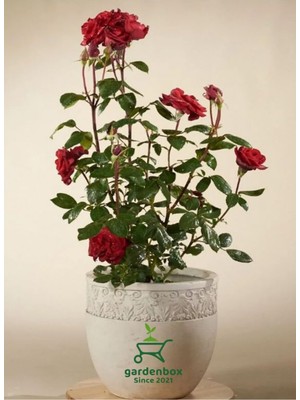Frefly Store Nura Botanik Canlı Kırmızı Gül Fidanı, 30-40 Cm, Saksıda Bahçe Çiçeği