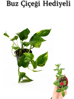 Frefly Store Nura Botanik Pothos Alacalı Salon Sarmaşığı, Buz Çiçeği Hediyeli
