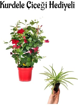 Frefly Store Nura Botanik Mis Kokulu Kırmızı Mandevilla Çiçeği, Kurdele Hediyeli
