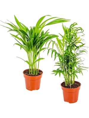 Frefly Store Nura Botanik Areka & Dağ Palmiyesi Set, 2 Adet Mini Iç Mekan Palmiye Bitki Seti, 30 cm