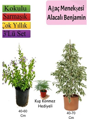 Frefly Store Gardenbox Beyaz Alacalı Benjamin Bitkisi, Fırça Çalısı, Tül Çiçeği, 3'lü Set, Çok Renkli