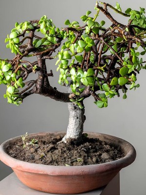 Frefly Store Nura Botanik Bonsai Yapımına Uygun Yeşim Para Bitkisi, Saksılı, 15-30CM, Salon Çiçeği
